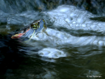 April 2024 Photo Contest 2nd Place Prize Winner