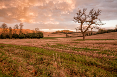 Winter Fields