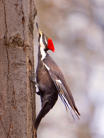 The Pileated Crouch