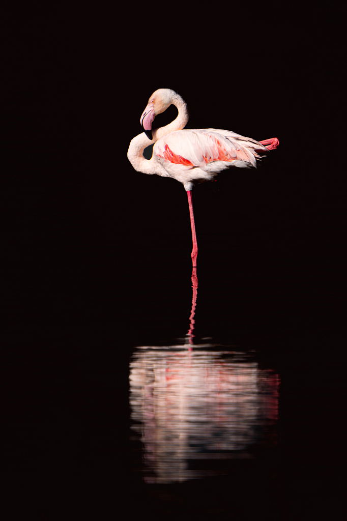 Flamingo En Pointe