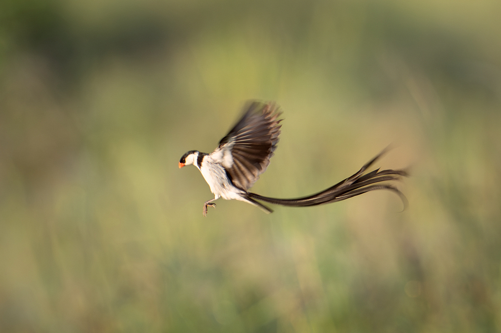 Pintailed Wydah Doing his Mating Dance