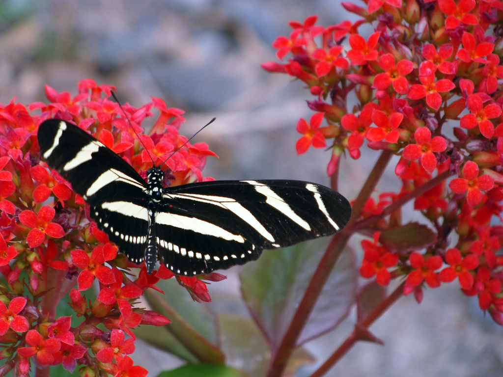 TIGER BUTTERFLY