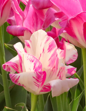 Lovely Tulip Colors