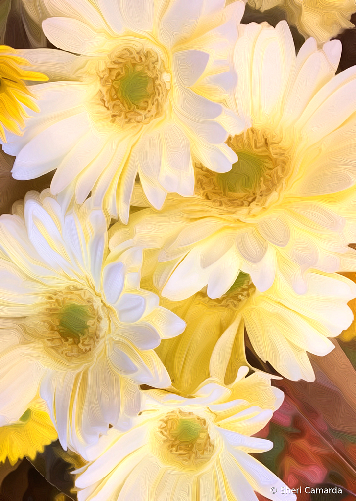 Glowing Daisys