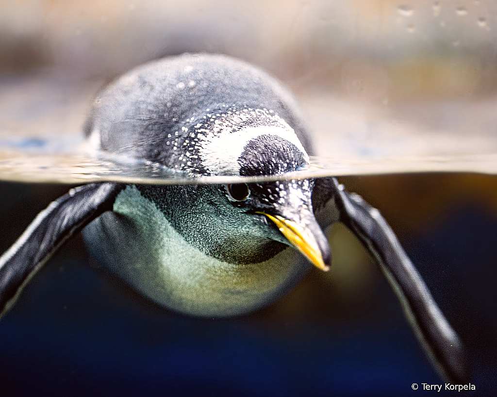 Penguin  - ID: 16100817 © Terry Korpela