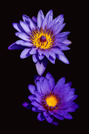 Two Purple Waterlilies