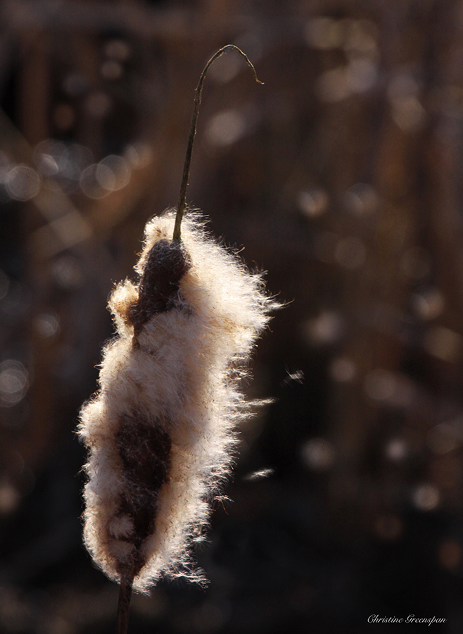 Cattail