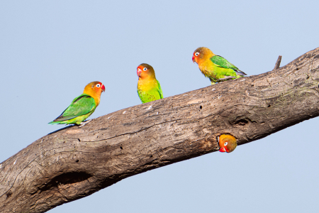 Fisher's Lovebirds Telling Jokes in Ndutu