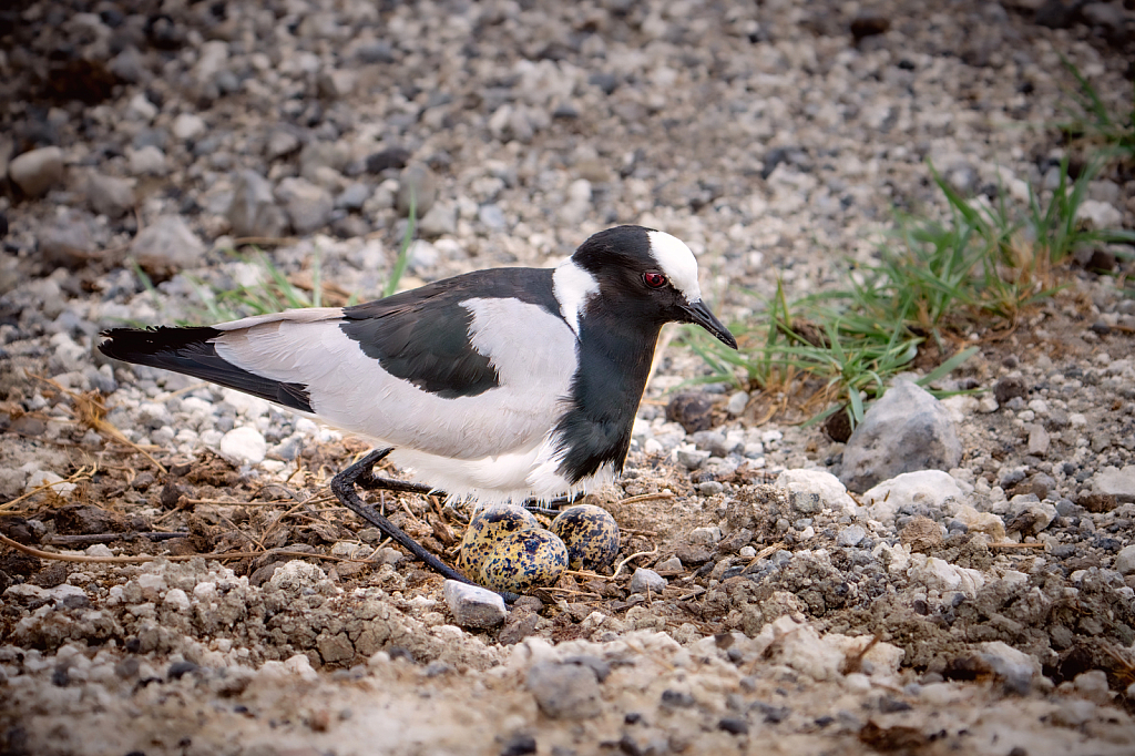Crowned Lapwing with Three Eggs