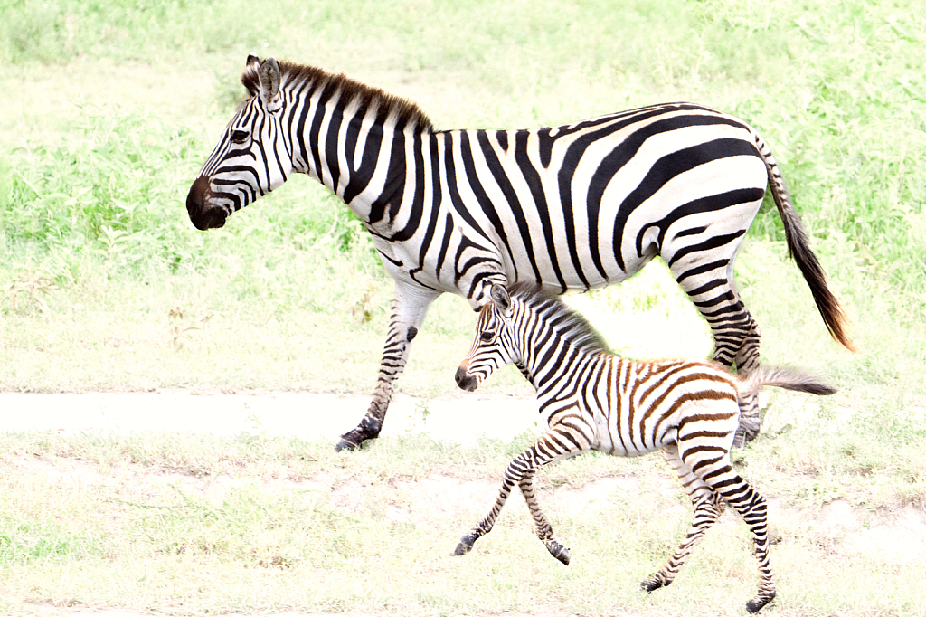 Mom and Babe Zebra