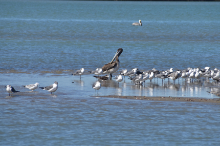A PELICAN SURROUNDED BY BIRDS