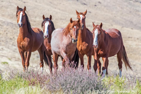 The 5 Amigos of Black Mountain