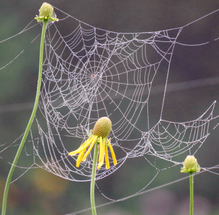 Webs And Yellow Wildflowers