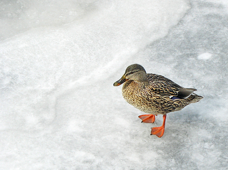 Walking on Ice