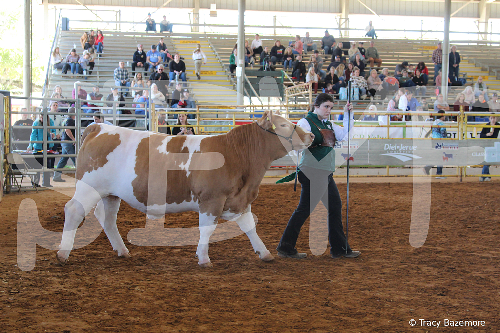 steer5017 - ID: 16103279 © Tracy Bazemore
