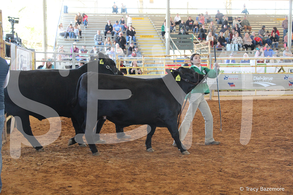 steer5018 - ID: 16103280 © Tracy Bazemore