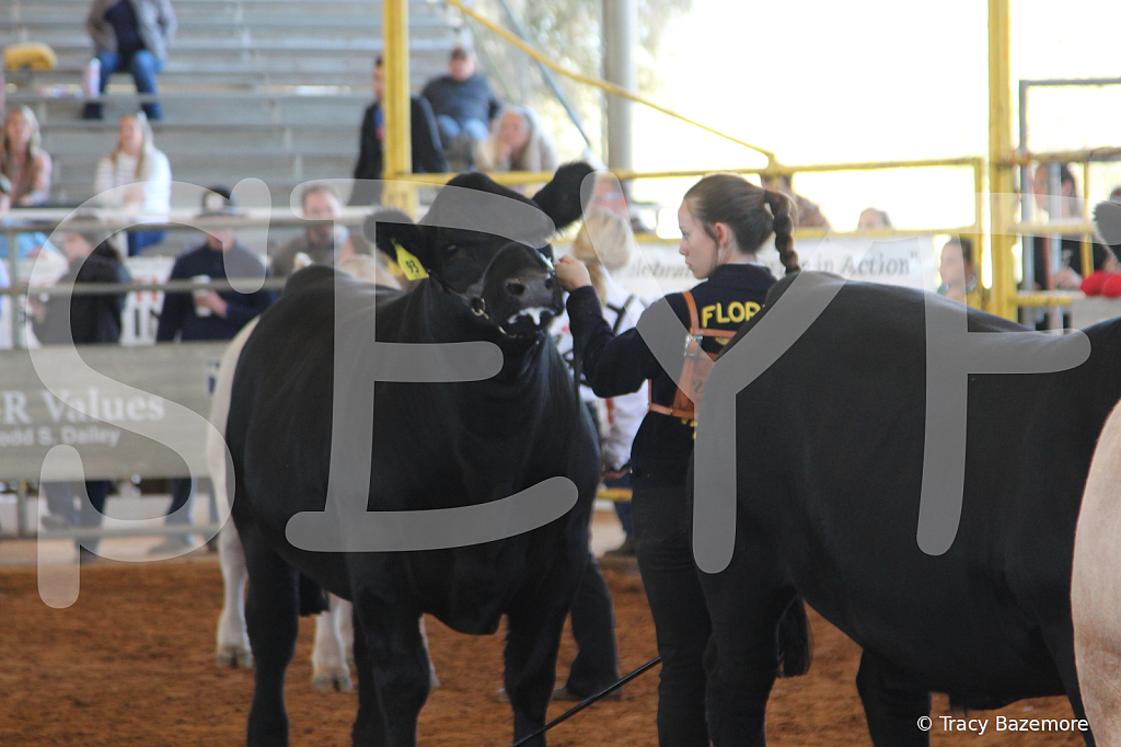 steer5024 - ID: 16103286 © Tracy Bazemore