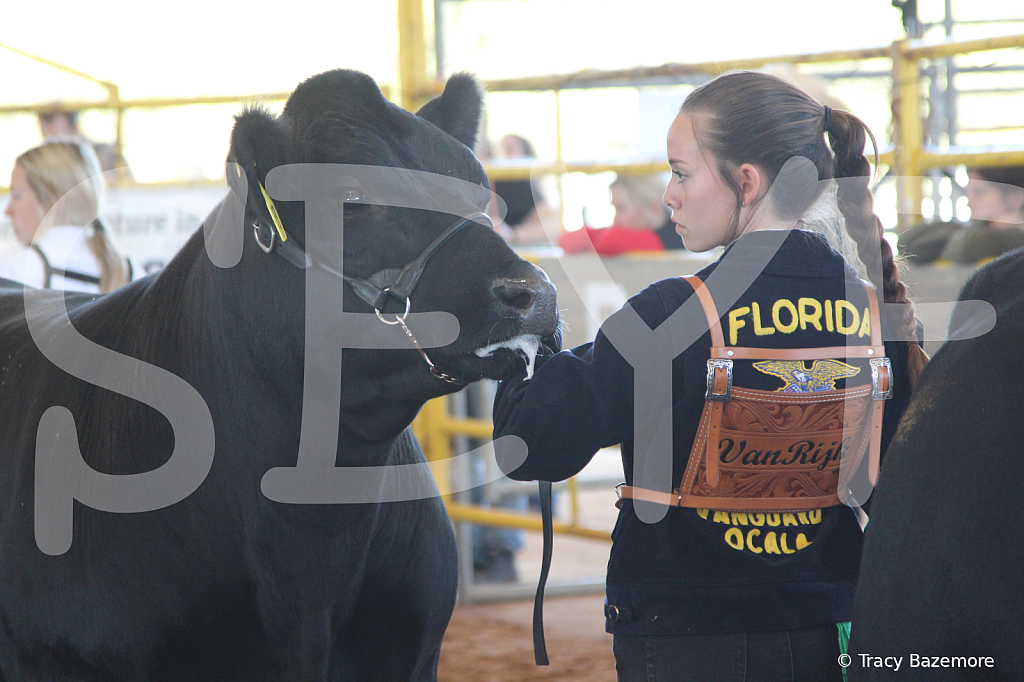 steer5025 - ID: 16103287 © Tracy Bazemore