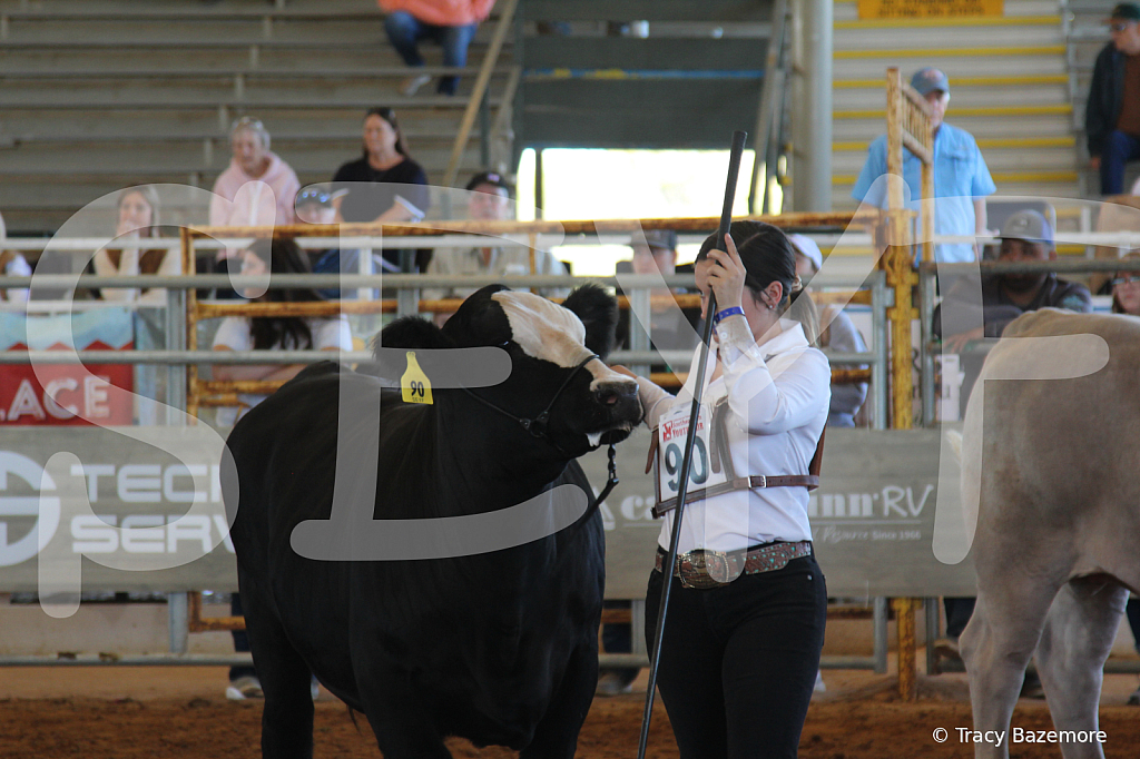 steer5026 - ID: 16103288 © Tracy Bazemore