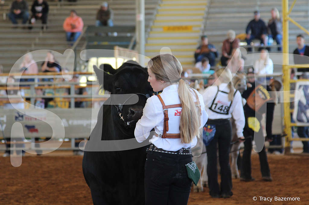 steer5027 - ID: 16103289 © Tracy Bazemore