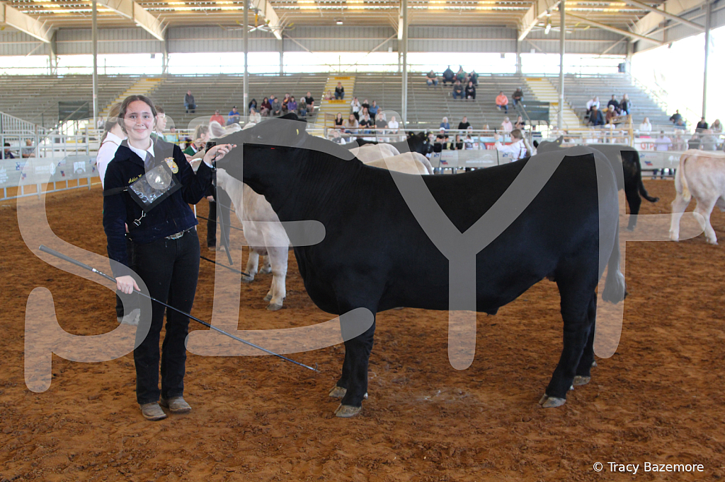 steer5030 - ID: 16103292 © Tracy Bazemore