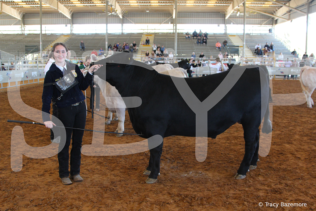steer5031 - ID: 16103293 © Tracy Bazemore