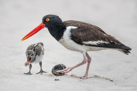  Oystercatcher and Chick