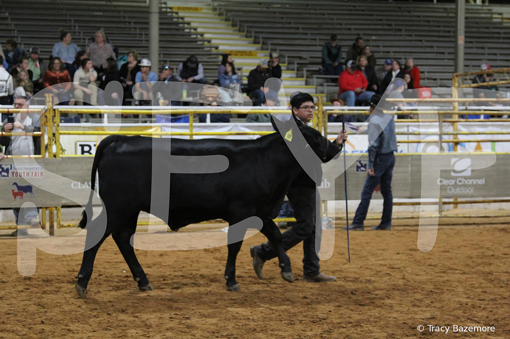 steer6058 - ID: 16101557 © Tracy Bazemore
