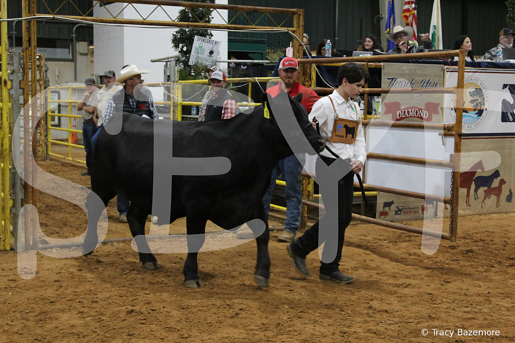 steer6060 - ID: 16101559 © Tracy Bazemore