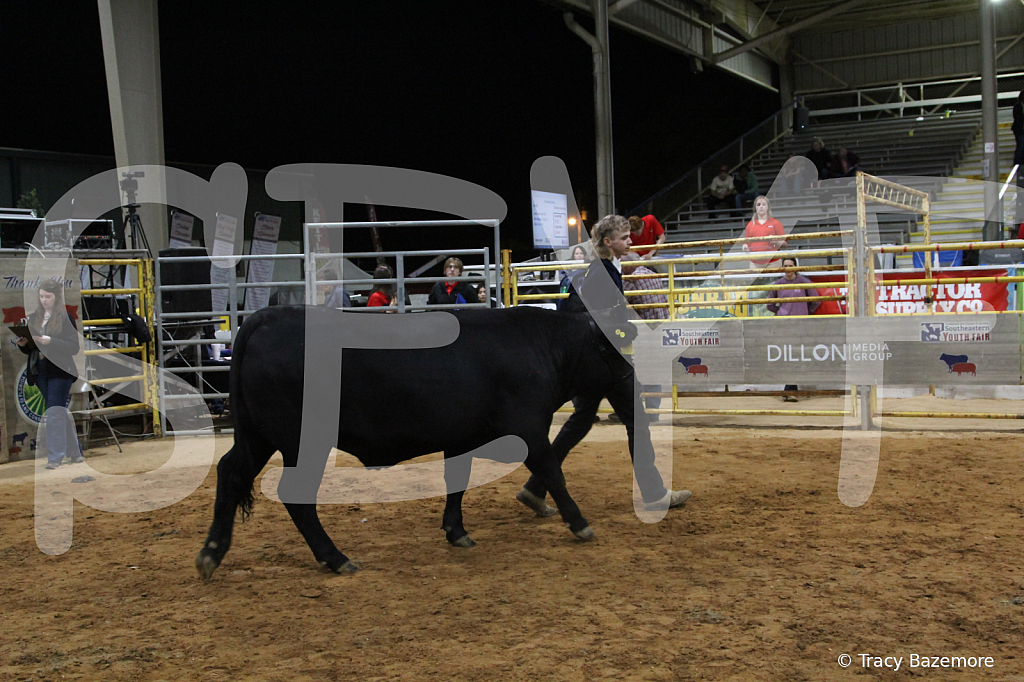 steer6062 - ID: 16101561 © Tracy Bazemore