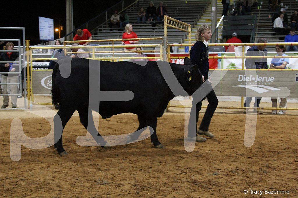 steer6063 - ID: 16101562 © Tracy Bazemore