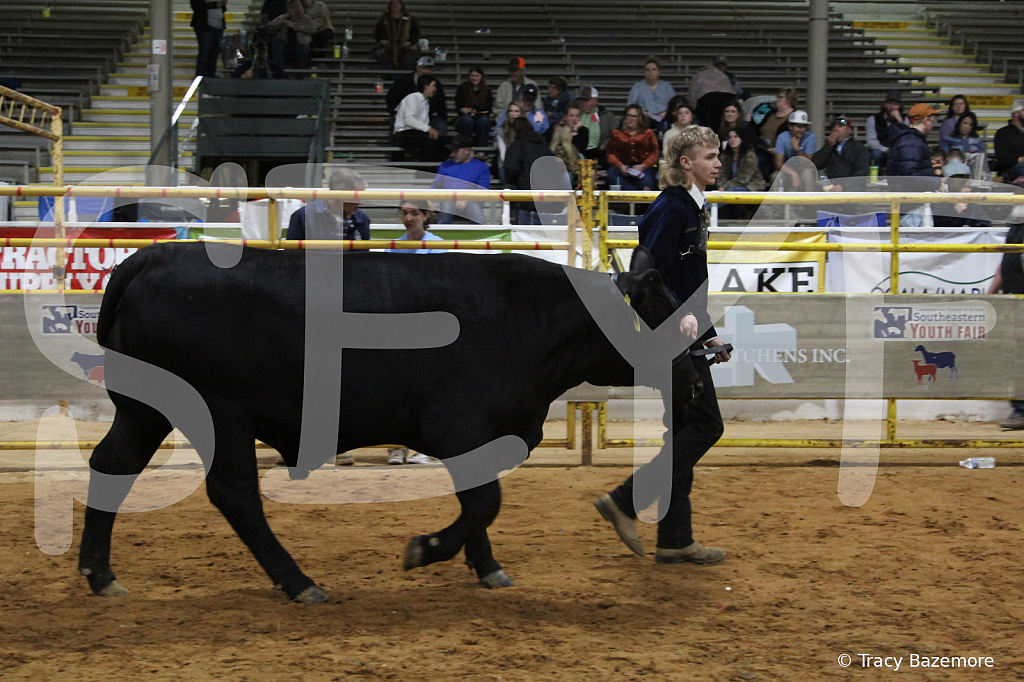 steer6064 - ID: 16101563 © Tracy Bazemore
