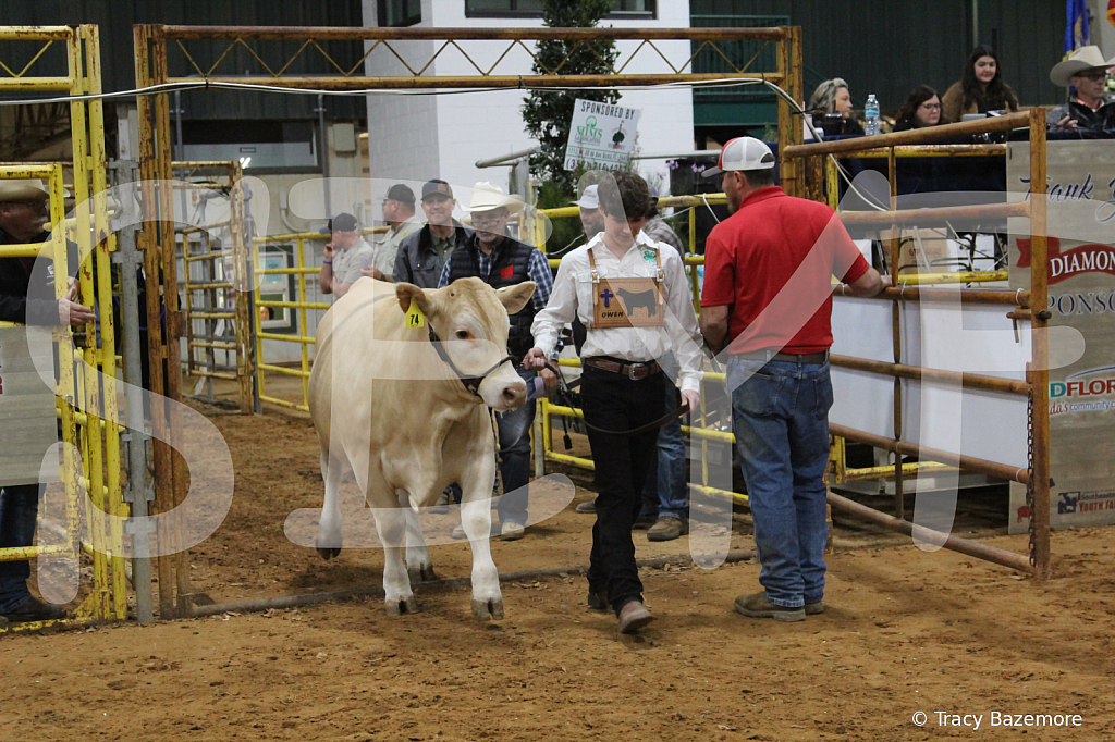 steer6065 - ID: 16101564 © Tracy Bazemore