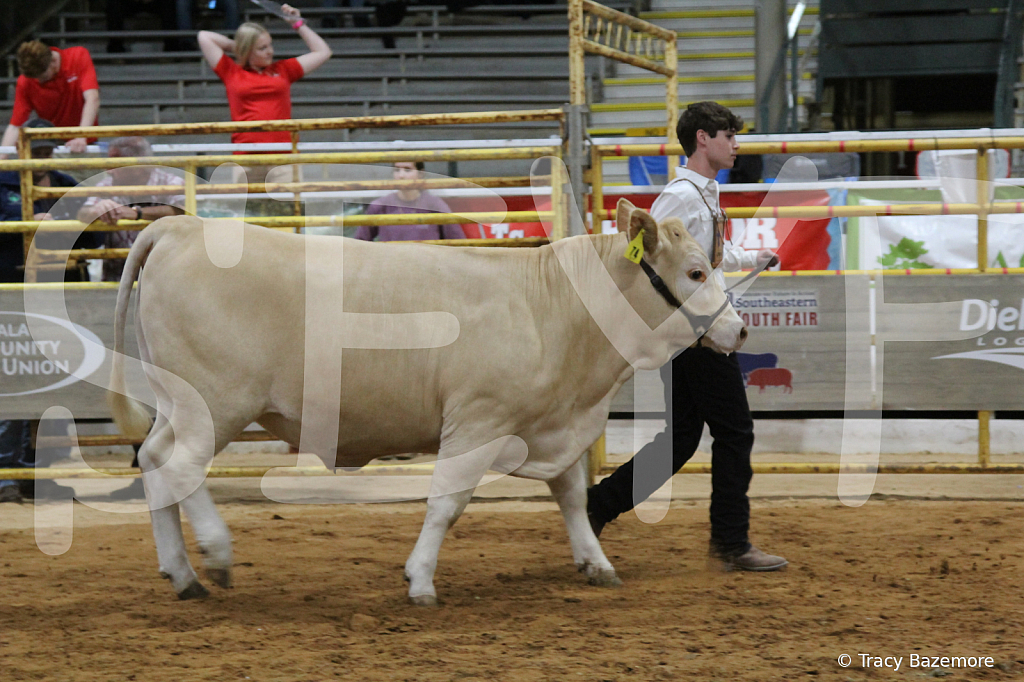 steer6067 - ID: 16101566 © Tracy Bazemore