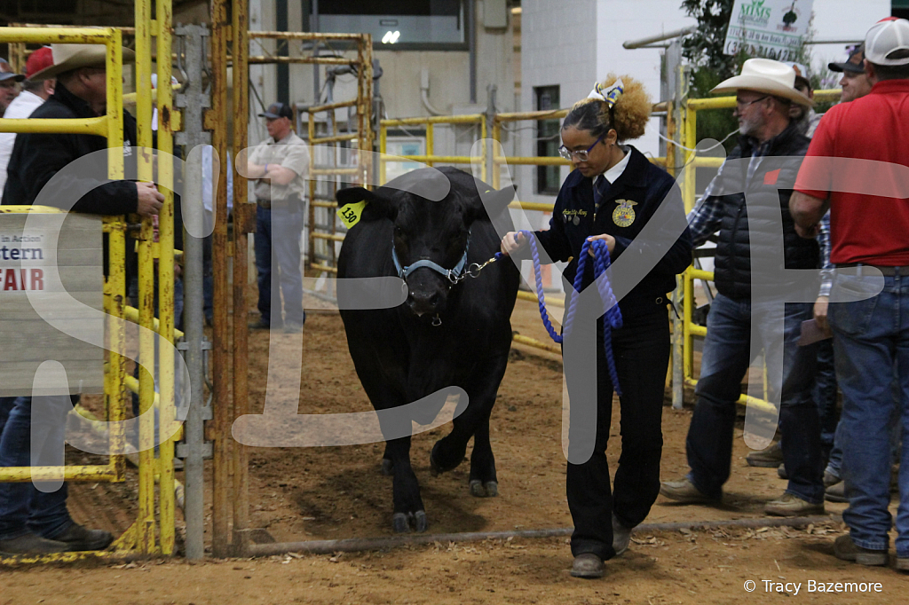 steer6069 - ID: 16101568 © Tracy Bazemore