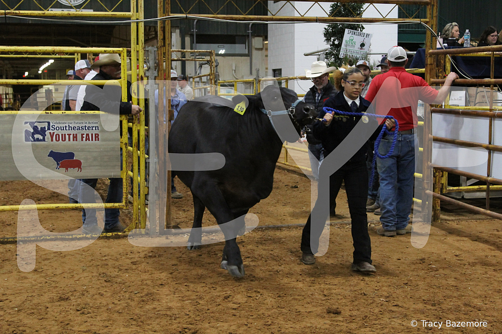 steer6070 - ID: 16101569 © Tracy Bazemore