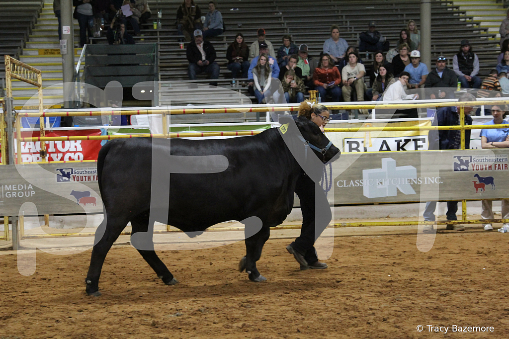 steer6072 - ID: 16101570 © Tracy Bazemore