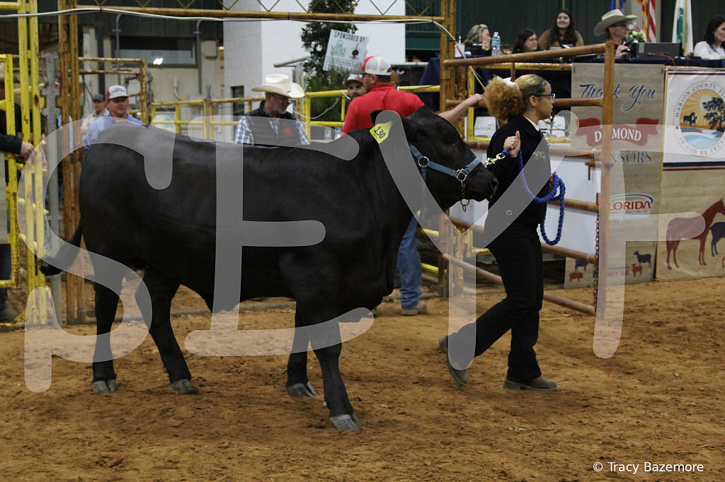 steer6071 - ID: 16101571 © Tracy Bazemore