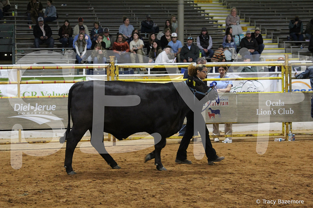 steer6073 - ID: 16101572 © Tracy Bazemore