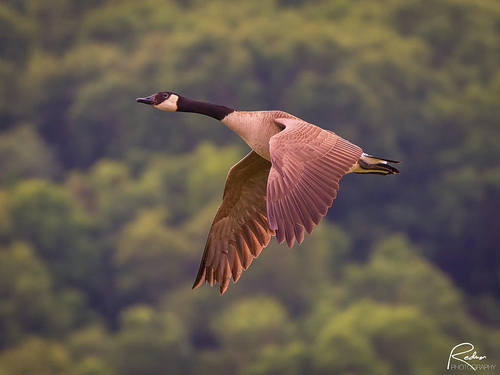 Canada Goose Rising