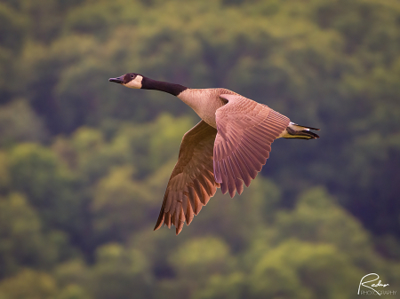 Canada Goose Rising