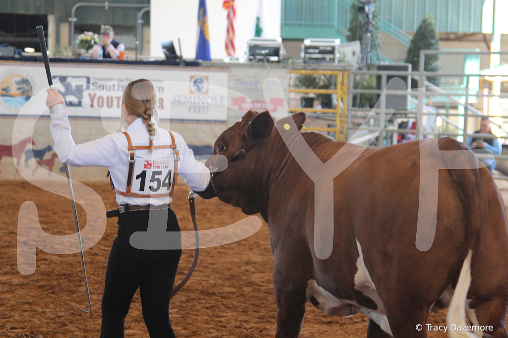 steer5121 - ID: 16103395 © Tracy Bazemore