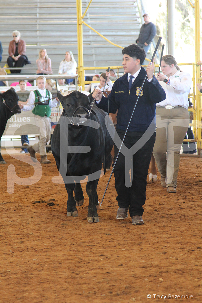 steer5124 - ID: 16103398 © Tracy Bazemore