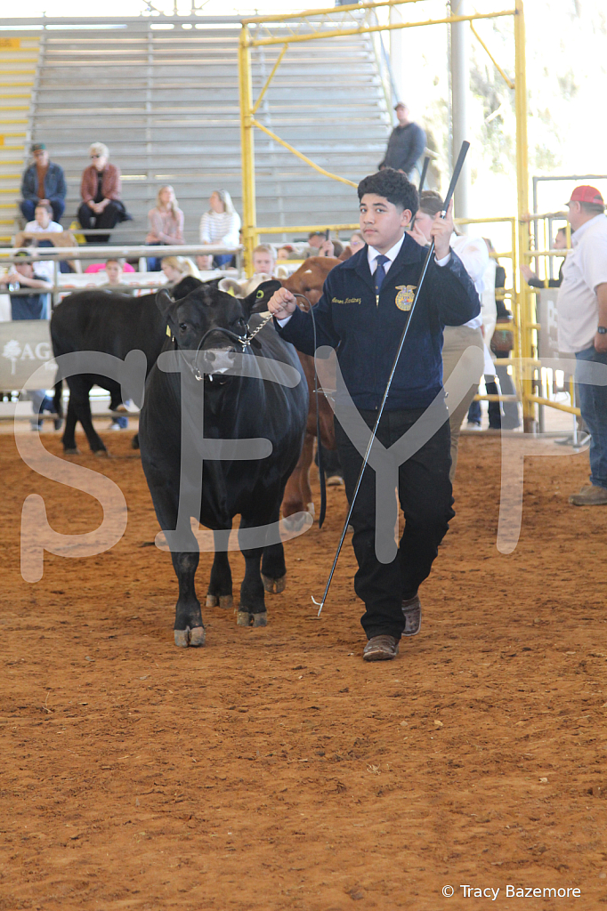 steer5125 - ID: 16103399 © Tracy Bazemore