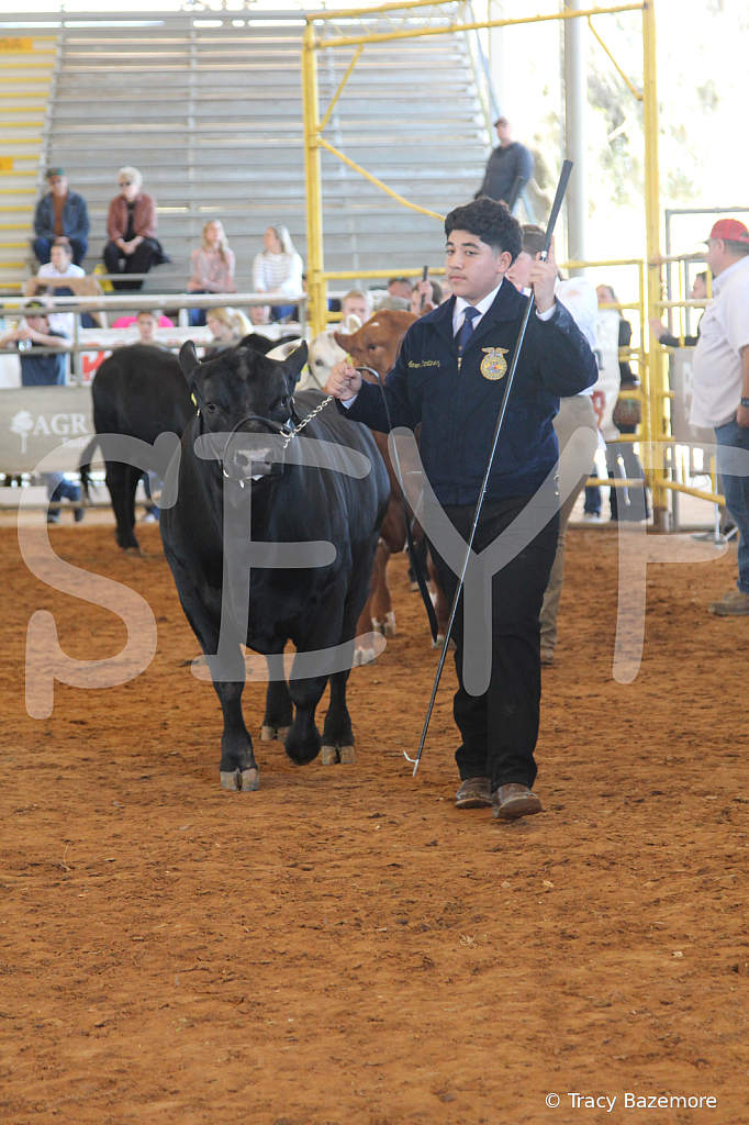 steer5126 - ID: 16103400 © Tracy Bazemore