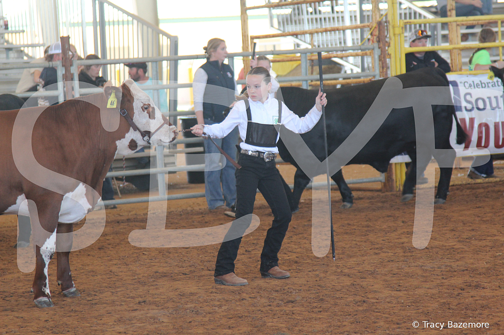 steer5127 - ID: 16103401 © Tracy Bazemore