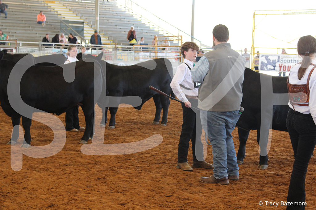 steer5133 - ID: 16103407 © Tracy Bazemore