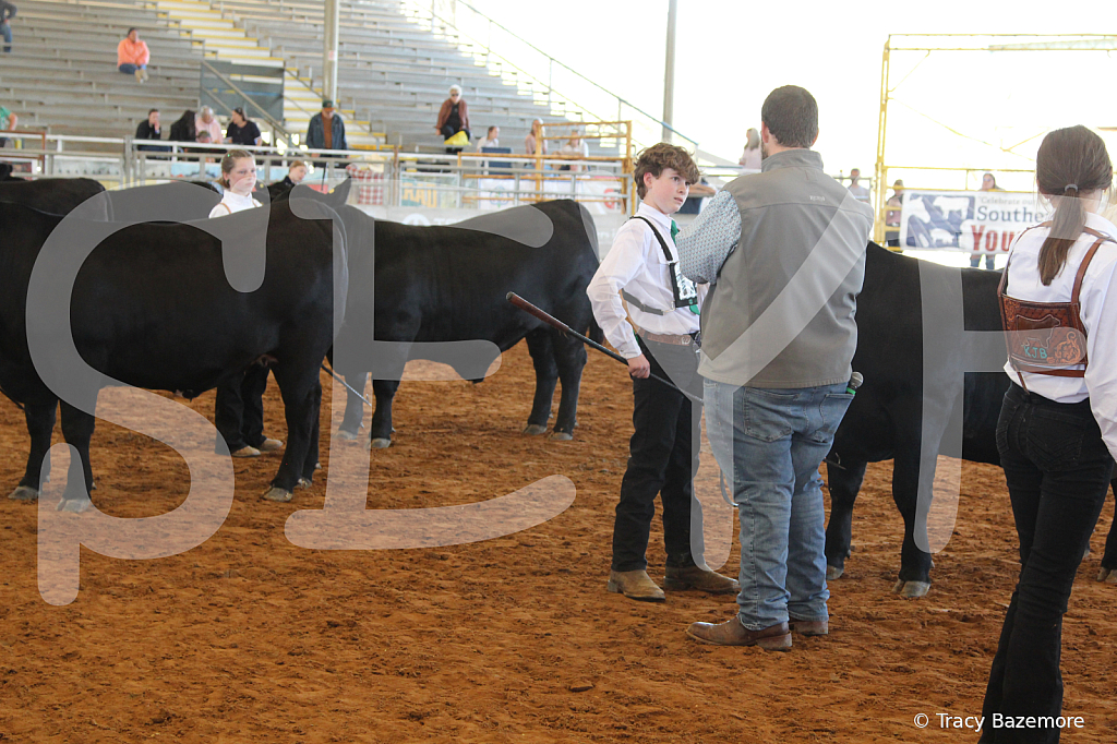 steer5134 - ID: 16103408 © Tracy Bazemore
