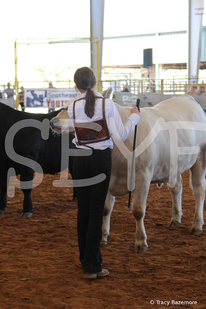 steer5135 - ID: 16103409 © Tracy Bazemore