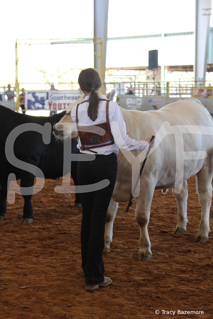 steer5136 - ID: 16103410 © Tracy Bazemore